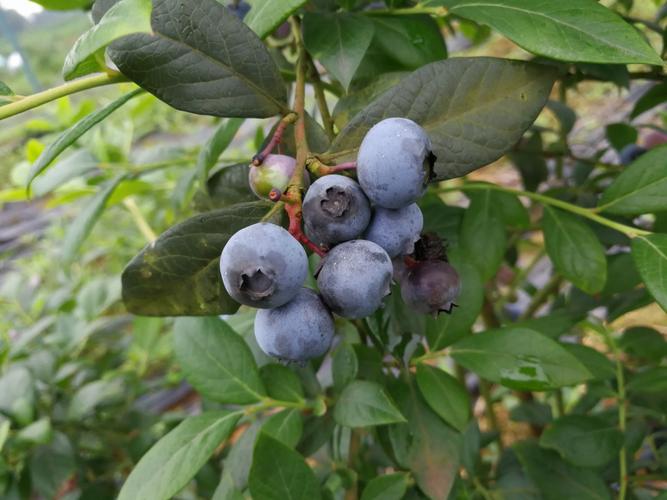 野生蓝莓和种植蓝莓有什么区别