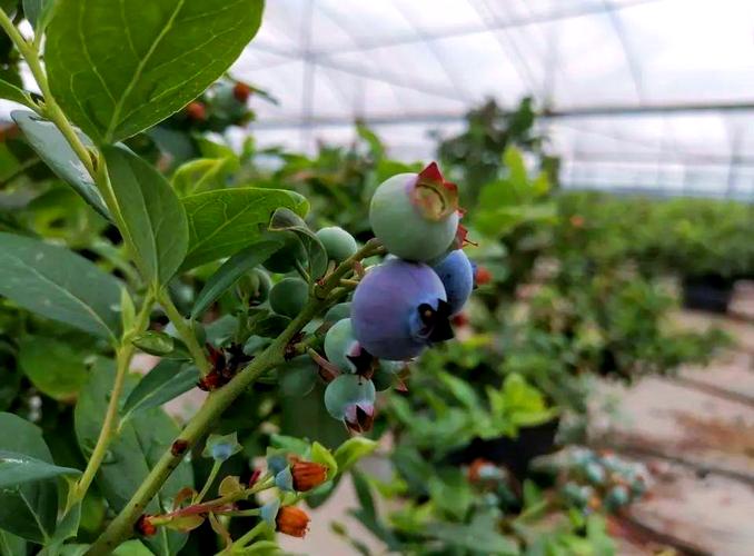 含抗氧化剂、丰富膳食纤维12种天然食物助降胆固醇
