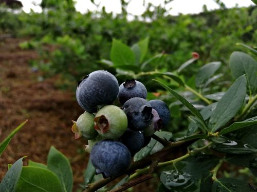 蓝莓、苹果、葡萄有助远离糖尿病